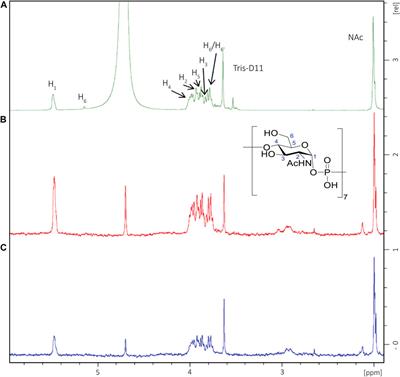 Elucidating the Structural and Minimal Protective Epitope of the Serogroup X Meningococcal Capsular Polysaccharide